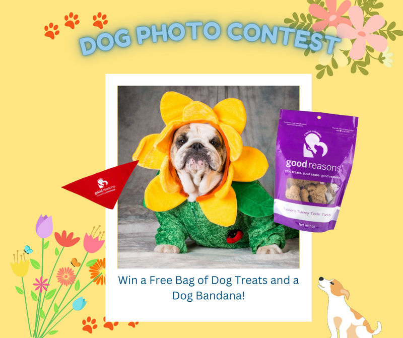 Dog Photo Contest with small dog dressed in a flower costume